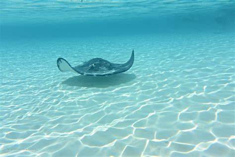 acquarius sea tours stingray.